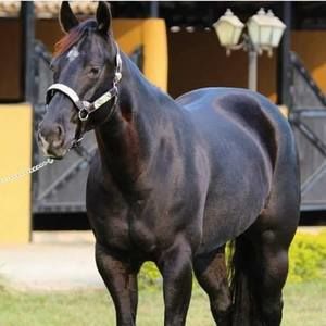 Meet your Posher, Leonardo manuel